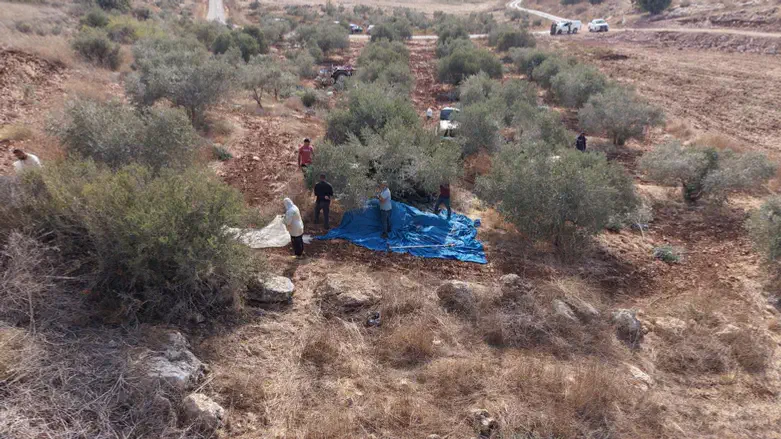 Judea and Samaria olive harvest