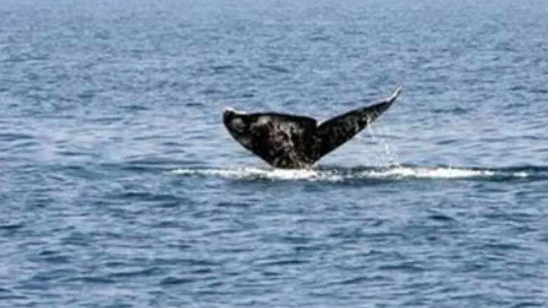 Gray whale breaching off coast of Herzliya