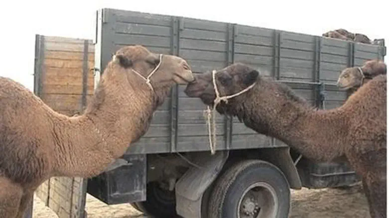 Camels kissing