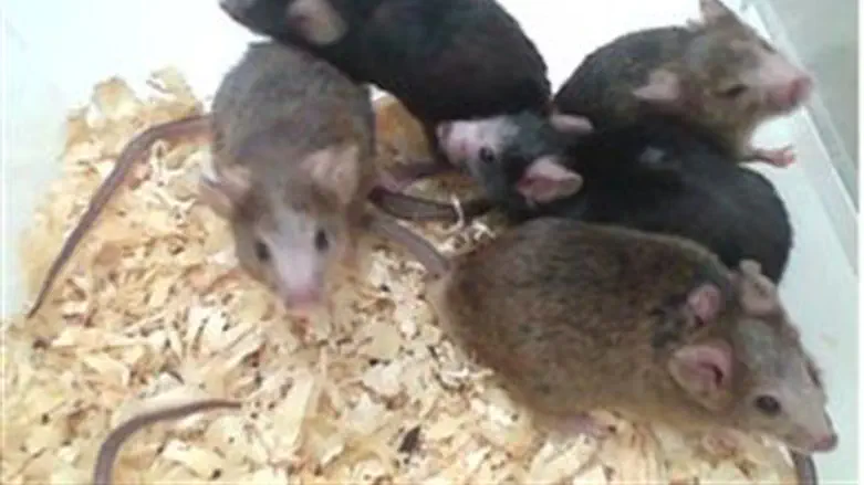 The elF2B altered mice