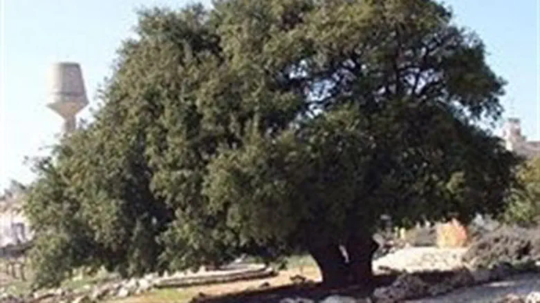 Gush Etzion's symbolic lone tree