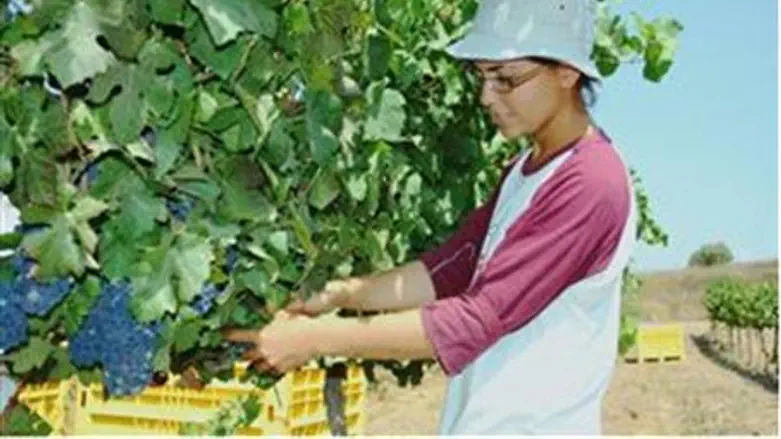Grape harvest