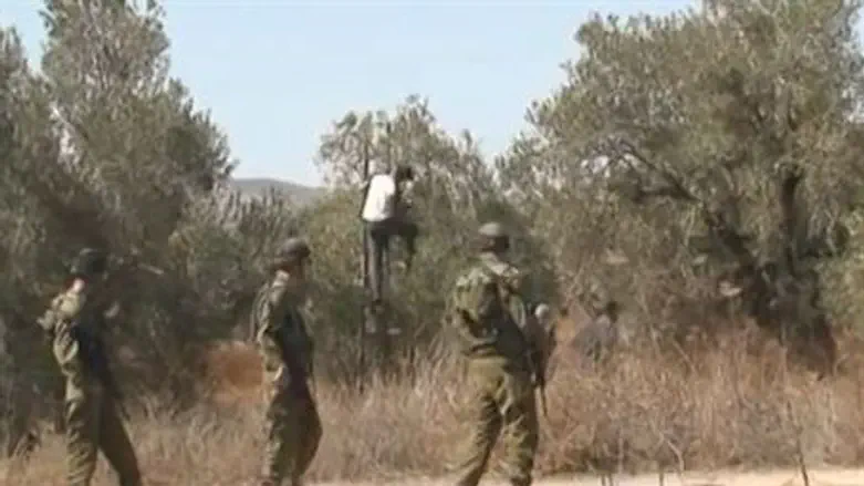 IDF Soldiers Safeguard Arab Olive Harvest