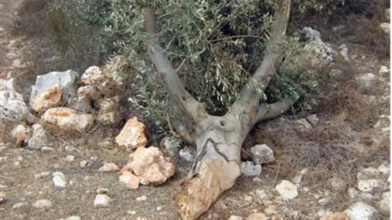 Chopped off olive tree at Netzer
