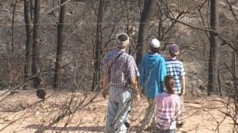 Visiting the Burnt Carmel Forest