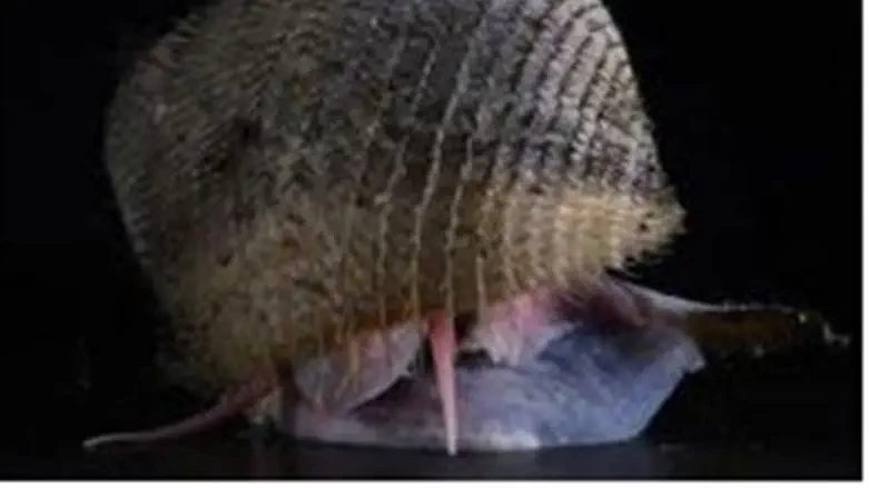 One of the new organisms presented in Jerusal