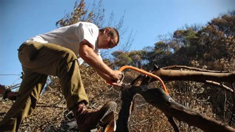 Soldier works in the Carmel Forest