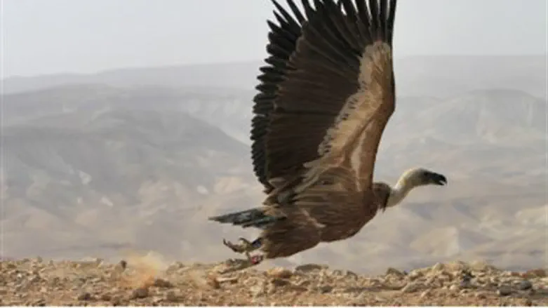 Vulture (file).