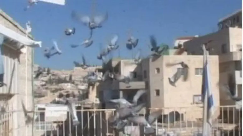 Doves at Beit Yonatan