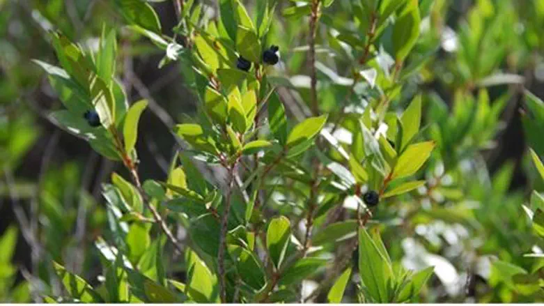 Myrtle branches, one of 4 species of Sukkot
