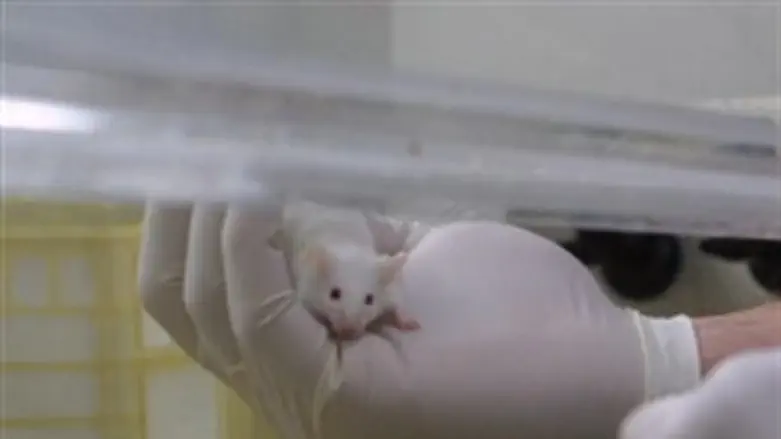 Lab mouse: an anti-terror soldier?
