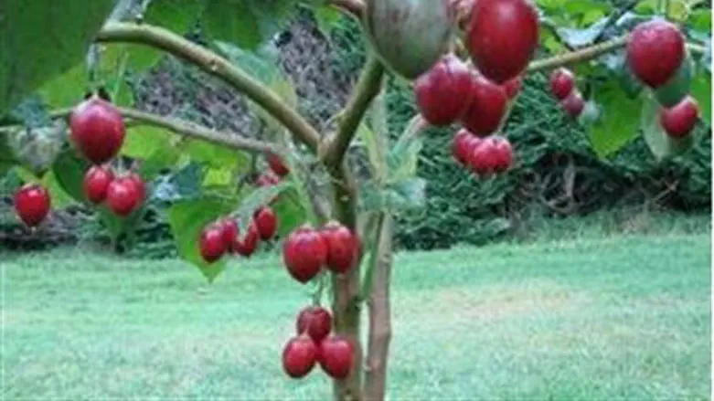 Tomato tree