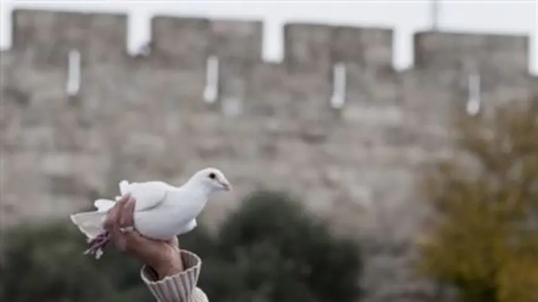 No love for the dove?