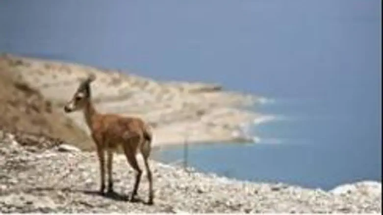 Dead Sea
