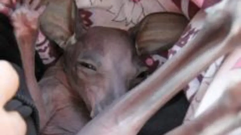 Baby 'roo' at Gan Garoo Zoo