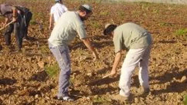 Planting the saplings