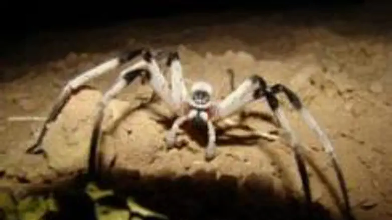 Cerbalus aravensis 