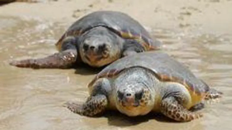 Sea turtles on the beach