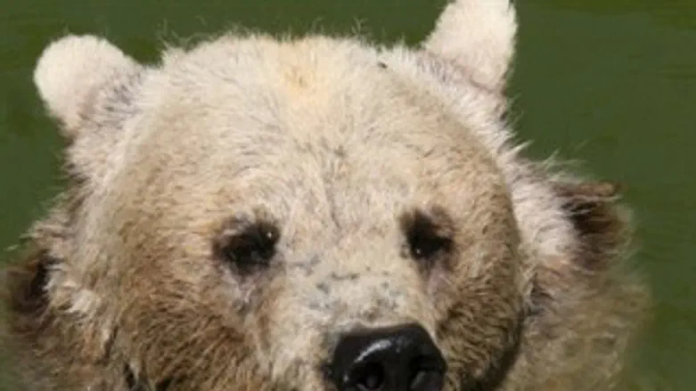 למצולם אין קשר לאמור בכתבה...