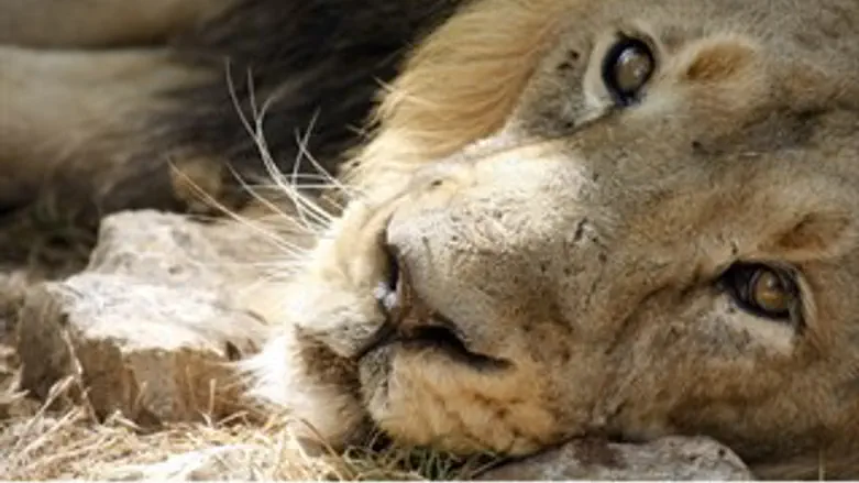 טיפול חם וישראלי