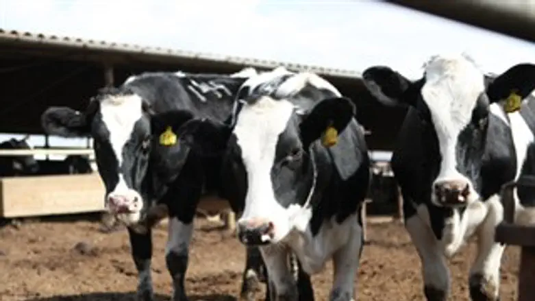 רפתנים בבג"ץ