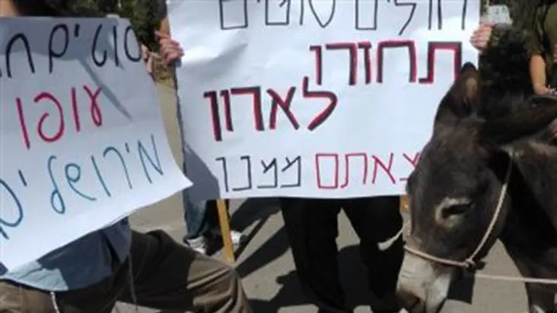 Donkey protest