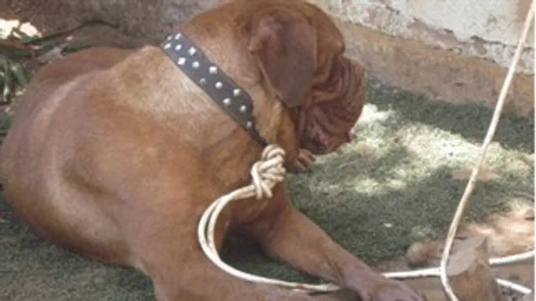 מהכלבים שחולצו