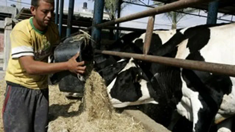 רפת פרה פרות