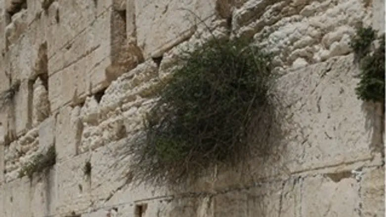 הכותל המערבי