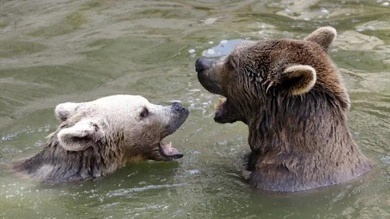 Bears (illustrative)