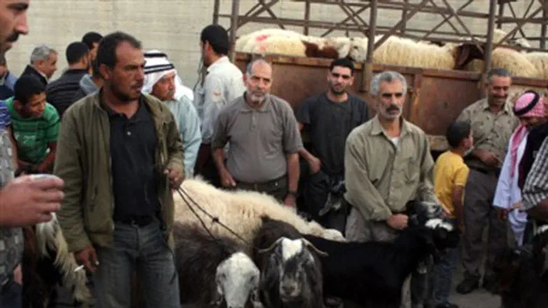 Sheep being sold in PA