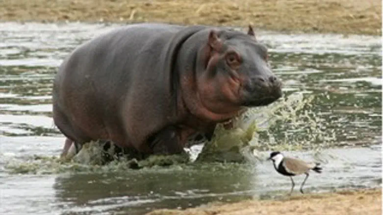 ישראלי נעדר לאחר שנסחף בנהר בזמביה