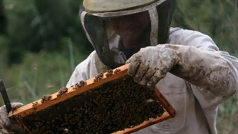 כוורות בקשיים, תפוקה בעלייה