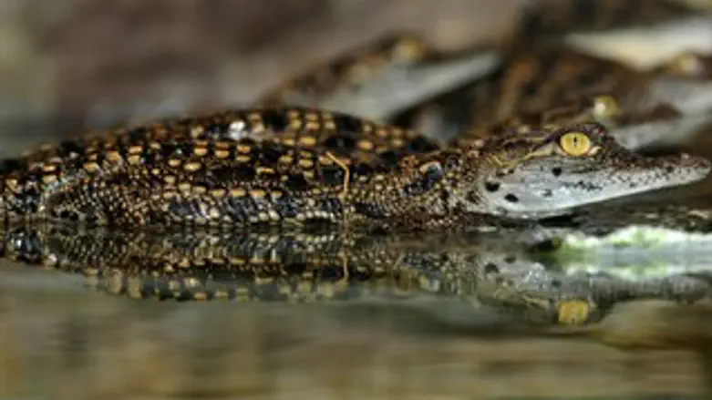תנין. אילוסטרציה