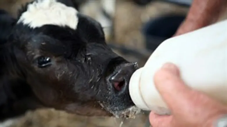 עגלים בסכנה