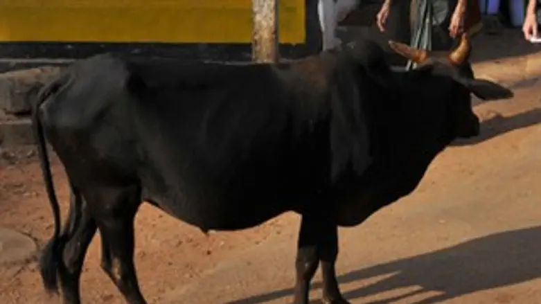 יכולים לקוות לקצת שקט