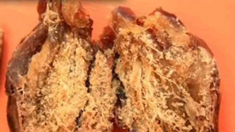 בדיקת תמרים מתולעים