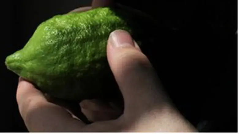 Etrog (citron)