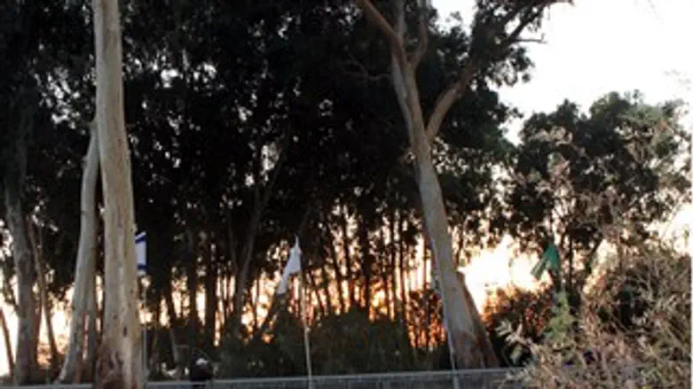 גשריםמעל הנחל