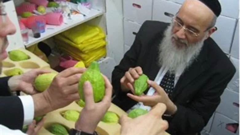 בודקים כשרות אתרוג