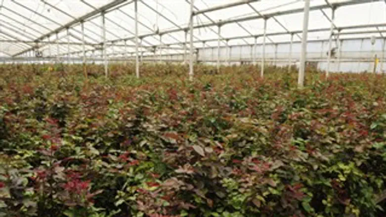 לחזור לעבודה