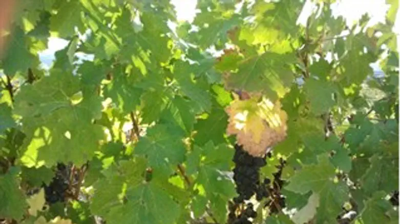 בציר מיוחד בשומרון