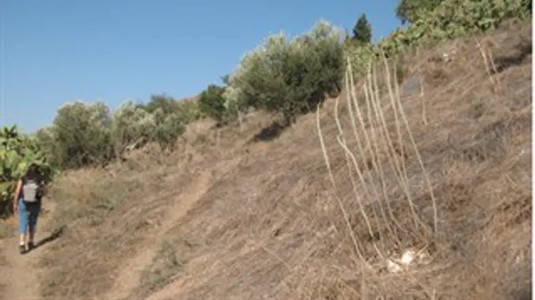 חצבים בנחל עין גב