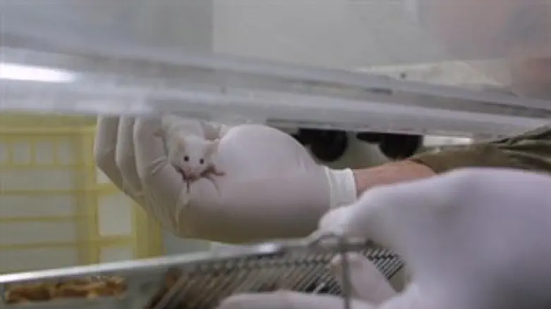 גם בעלי חיים וגם מחקר