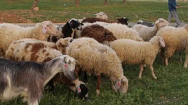 מחיר יקר לפשע