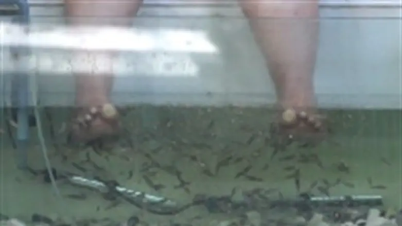 אקווריום בריא