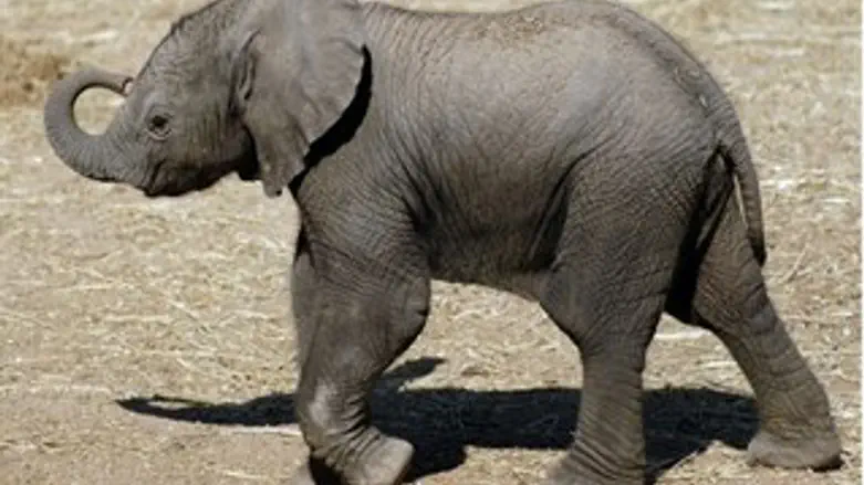 הוא דווקא לא נלכד שם...