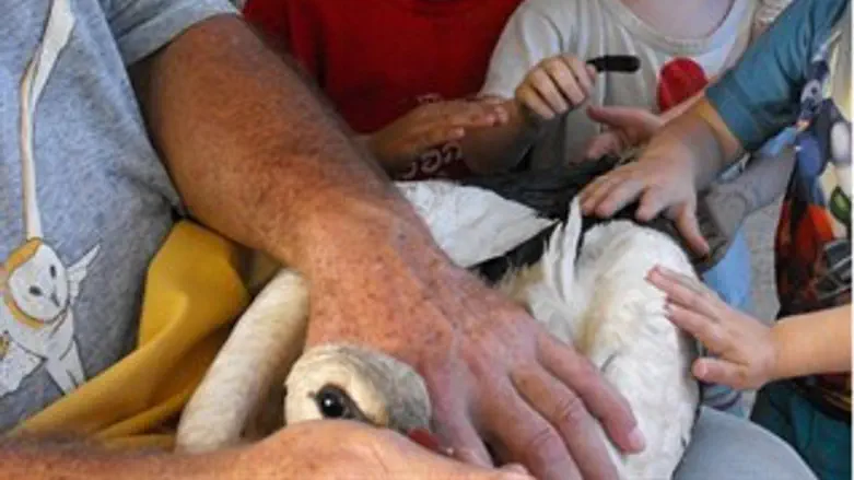 מטפלים בחסידה