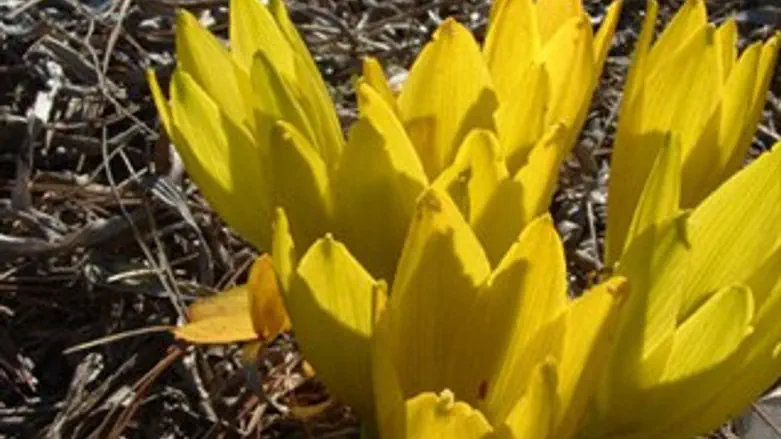 חלמונית גדולה