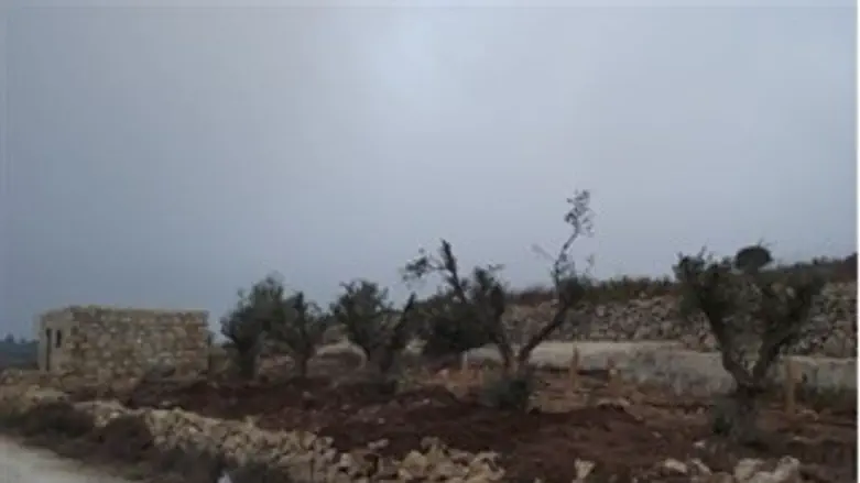 העצים שניטעו בנצר